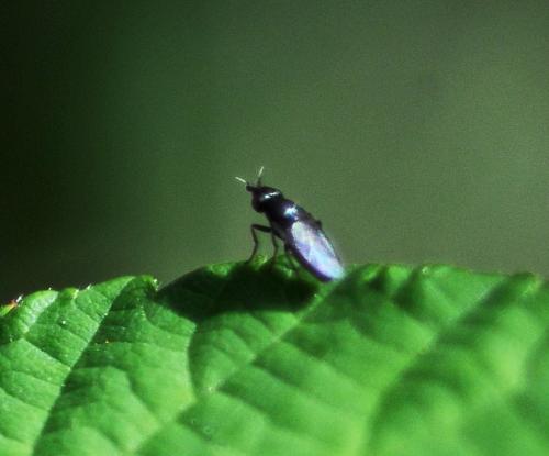 Oscinella maura